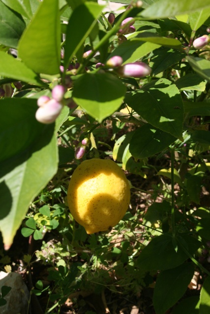 Meyer lemon fruit